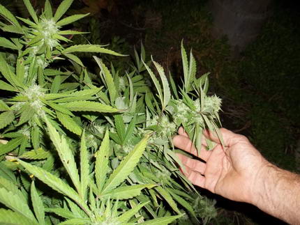 Marihuana Plantage
