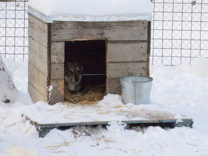 Tierschutz Rumänien - Hund in Hundehütte