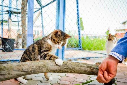 Katzenkastration in der Ukraine - Katze Odessa