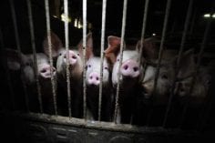 EndPigPain