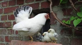 Tierschutzlabel-Landwirte gewinnen CERES AWARD