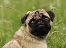 World Dog Show in Leipzig - Mops