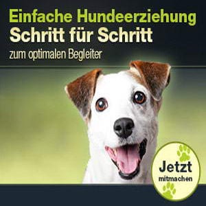 Hundetraining Online