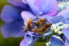 Bienensterben