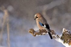 Winterfütterung von Wildtieren
