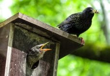StadtNatur-Aktionstag - NABU Veranstaltung am 20.1.2018
