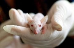 Tierversuche_Versuchstierzahlen