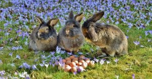 Osterfeuer wird zum tödlichen Scheiterhaufen für Tiere