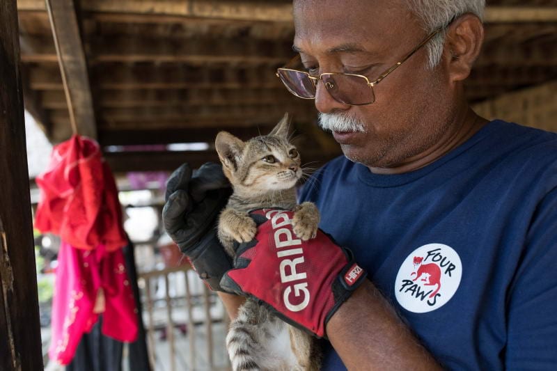 Kampf gegen Tollwut in Myanmar VIER PFOTEN impft über 30.000 Hunde und Katzen