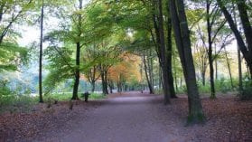 NABU-Aktionstag im Stadtpark - Anpacken für mehr StadtNatur