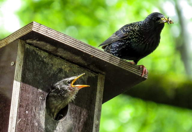 Nistkästen schaffen neuen Lebensraum Frühlingshilfe für heimische Vögel