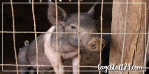Mehr Kontrollen für Tierhaltungsbetriebe