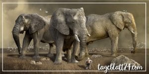Urlaub ohne Tierquälerei - Tipps für eine tierfreundliche Reise