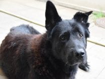 454 ausgesetzte Tiere in Hamburg