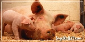 Tierqual bei der Ferkelkastration